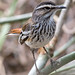 Robin Back Photo 24