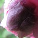 Mary Kew Photo 8