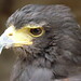 Henry Harris Photo 25