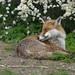 Tyler Fox Photo 16