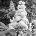Deborah Chestnut Photo 11