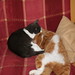 Ginger Bailey Photo 9