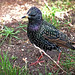 Starling Robinson Photo 6