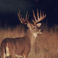 Austin Bollinger Photo 26