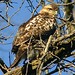 Alice Hawks Photo 7