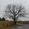 A Williams Photo 25