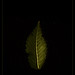 Aaron Draper Photo 19