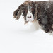 Elliott Brown Photo 23