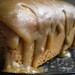 Maple Brown Photo 18