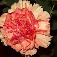 Diana Conner Photo 26