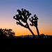 Joshua Rivas Photo 35