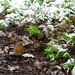 Robin Earley Photo 11