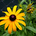 Susan York Photo 24