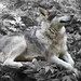 Kathy Wolf Photo 24