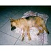 Cynthia Galvan Photo 12