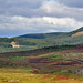 Heather Dyke Photo 20
