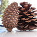 Gregory Cone Photo 9