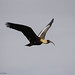 Mark Grise Photo 13