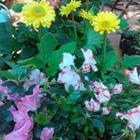 Maria Allen Photo 24