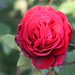 Rose Merritt Photo 15