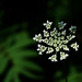 Anne Barone Photo 13