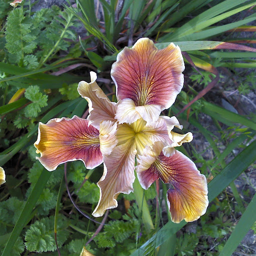 Patricia Chapman Photo 43