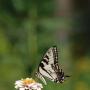 Patrick Mcnulty Photo 34