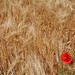 Constance Fields Photo 18