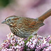Heather Sparrow Photo 23