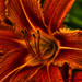 Leslie Flowers Photo 20