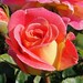 Rose Bowman Photo 22