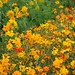 Flora Moon Photo 5
