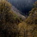 Joy Mills Photo 29