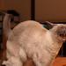 Julia Fang Photo 17