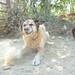 Anthony Tyson Photo 18