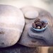 Robin Wolf Photo 26