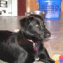 Ginger Howell Photo 22