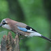 Jay Lowe Photo 8