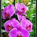 William Phipps Photo 19