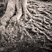 Don Root Photo 9
