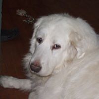 Cheryl Tuttle Photo 15