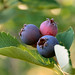 Steven Berry Photo 16