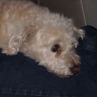 Debbie Toth Photo 26