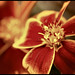 Jeanne Lowe Photo 17