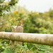 Robin Barton Photo 38