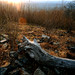 Virginia Jarrett Photo 14