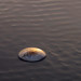 Steven Ripple Photo 17