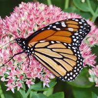 Janet Crowell Photo 10