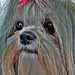 Sherry Long Photo 14