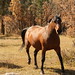 Allison Meadows Photo 28